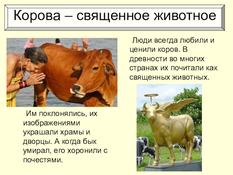 Корова доклад 3 класс окружающий мир. Сообщение о корове. Корова для презентации. Корова краткая информация. Легенда о корове.