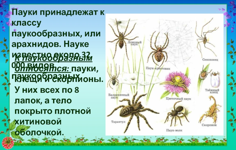 Клещ относится к паукообразным. Относятся ли клещи к паукообразным. Клещи пауки. Книга паукообразные. Общая характеристика класса Arachnida.