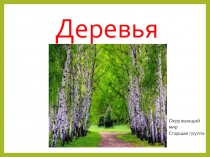 Презентация по теме: Деревья. Окружающий мир в старшей группе