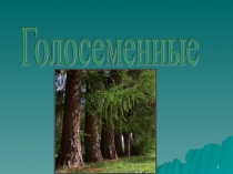 Презентация по биологии 6 класс Голосеменные растения
