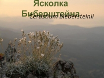 Ясколка Биберштейна