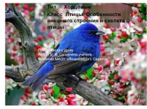 Презентация по биологии 7 класс по теме: Класс Птицы. Общая характеристика, внешнее строение птиц