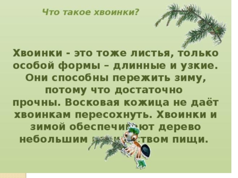 Что такое хвоинки презентация 1 класс. Что такое хвоинки. Что такое хвоинки презентация. Тема урока что такое хвоинки. С хв.