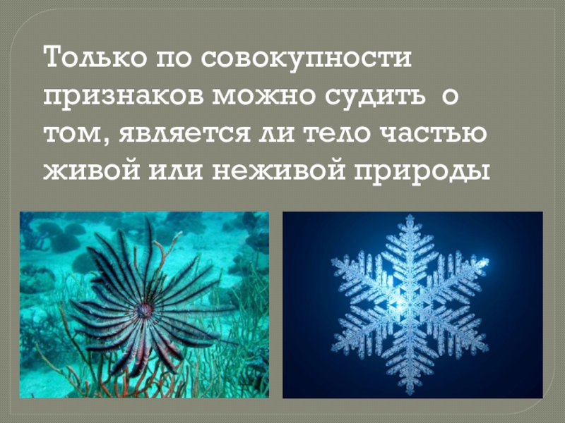 Является ли человек частью живой природы 5 класс презентация