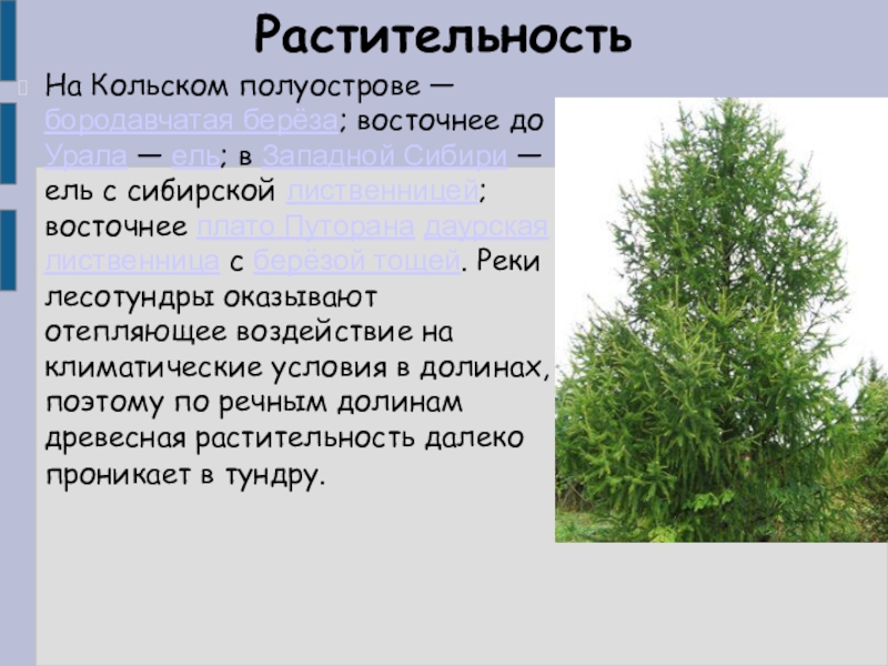 Тундра проект 8 класс