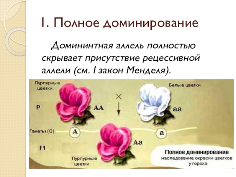 Полное доминирование схема