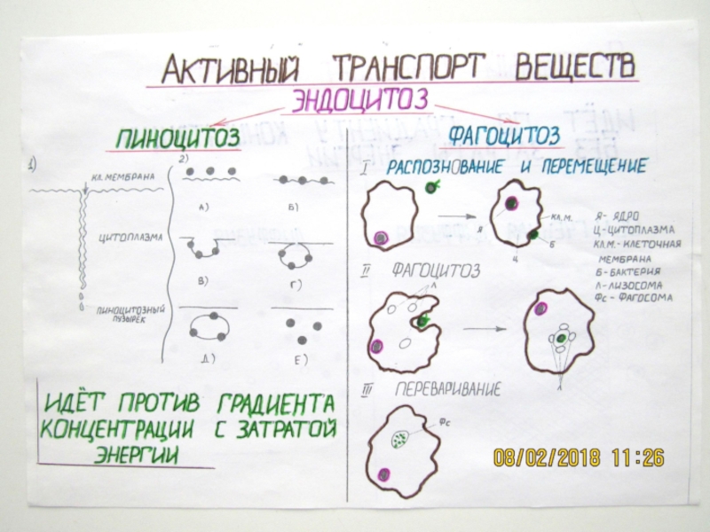 Элементы конспекта. Опорный конспект по биологии 5 класс. Ткани опорные конспекты. Конспект по тканям человека. Опорный конспект ткани человека.