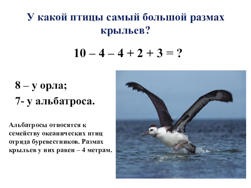 Какой размах. Альбатрос размах крыльев 3 метра. Альбатрос самый большой размах крыльев. У какой птицы самый большой размах крыльев. У какой пиицы свмы ц ьольшой ращмах крыльев.