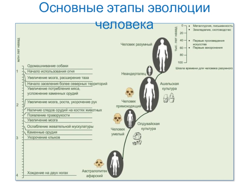 Основные этапы эволюции. Основные этапы эволюции человека. Основные стадии развития человека. Начальные этапы эволюции. Главные эволюционные стадии человека.