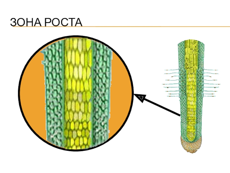 Зона роста. Клетки зоны деления. Клетки зоны деления корня. Зона роста зона деления.