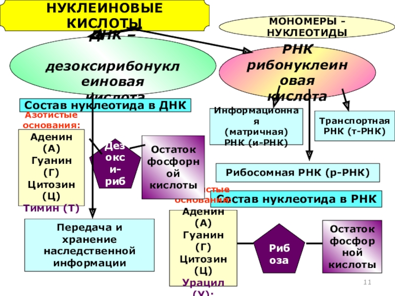 Нуклеиновые кислоты проект