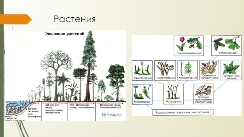 Появления основных групп растений на земле
