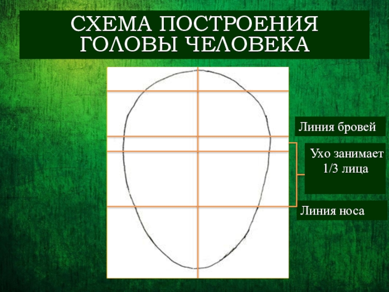 Пропорции головы человека изо 6. Основные пропорции головы. Конструкция головы и ее пропорции. Построение портрета. Конструкция головы человека 6 класс.