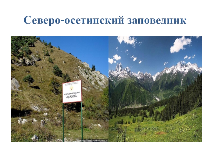 Северо осетинский заповедник. Северо-осетинский заповедник на карте. Северо-осетинский государственный природный заповедник карта. Границы Северо осетинского заповедника. Северо осетинский заповедник на карте Кавказа.