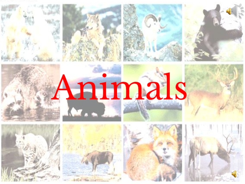 Презентация Презентация по английскому языку на тему Животные (5 класс)