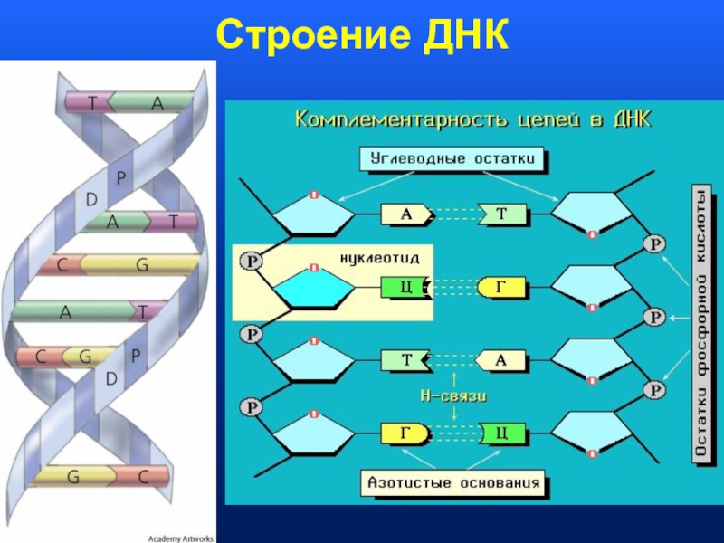 В 1 молекуле днк. Строение двухцепочечной молекулы ДНК. Схематическое строение молекулы ДНК. Каково строение молекулы ДНК. Схема строения ДНК.