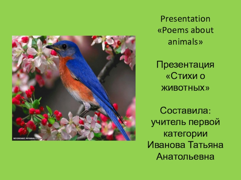 Презентация Презентация по английскому языку Стихи о животных (3 класс)