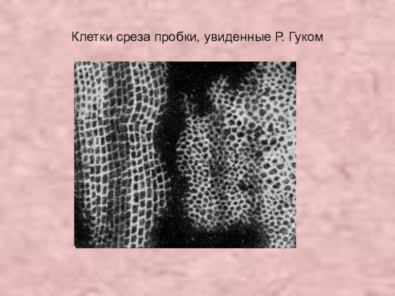 Клетка р. Роберт Гук срез пробкового дерева. Роберт Гук пробка. Срез пробки Роберт Гук. Клеточное строение пробки Роберта Гука.