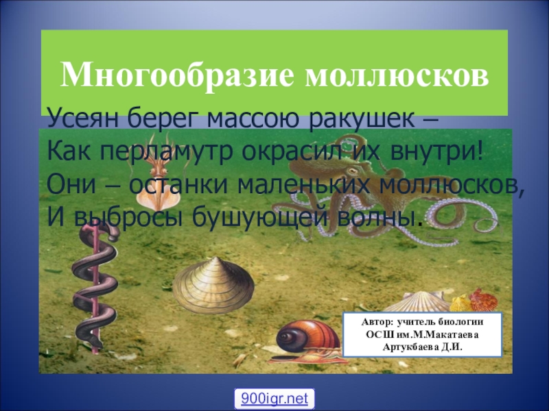 Презентация Презентация по биологии Многообразие моллюсков