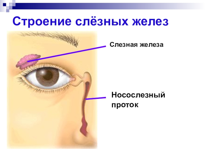 Где находятся слезные железы у человека фото