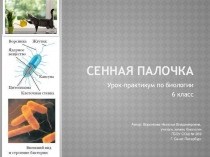 Презентация по биологии на тему Сенная палочка