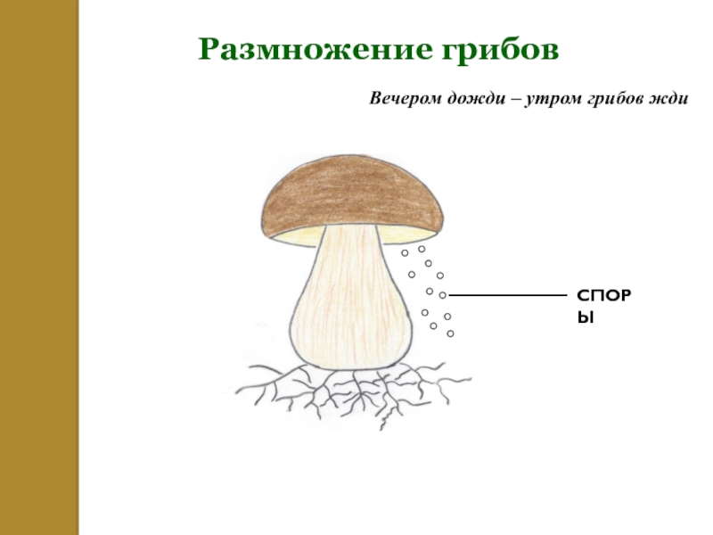 Размножение грибовСПОРЫ Вечером дожди – утром грибов жди