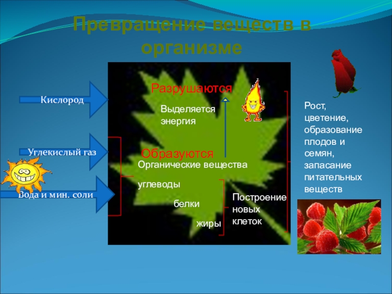 Обмен веществ в растении 6 класс рисунок