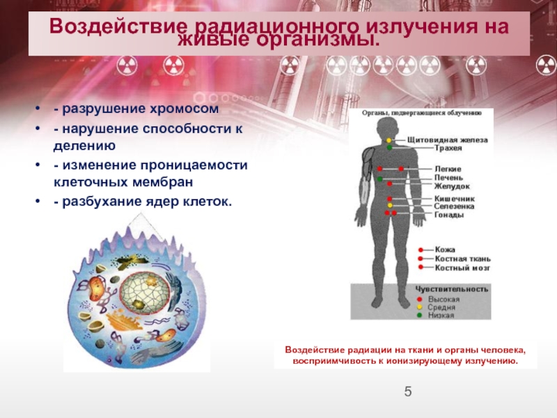 Влияние радиоактивности на окружающую среду чернобыль и фукусима проект