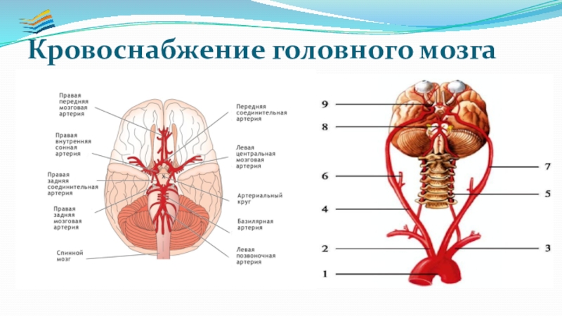 Круги кровообращения головного мозга. Бассейны кровоснабжения головного мозга. Кровоснабжение головного мозга неврология. Схема кровоснабжения головного мозга человека. Кровоснабжение ГМ.