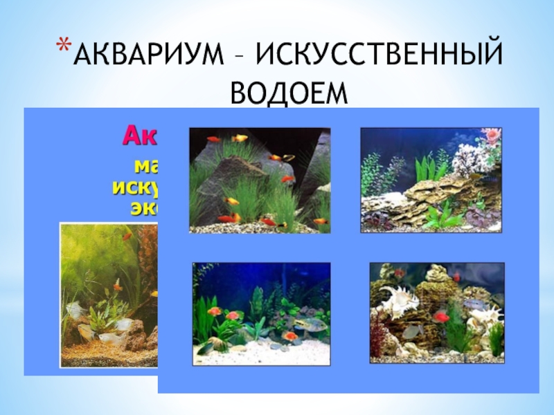 Сравнение аквариума с естественным водоемом. Пищевая цепочка в аквариуме. Трофическая цепь аквариума. Аквариумные цепи питания. Цепь в аквариуме.
