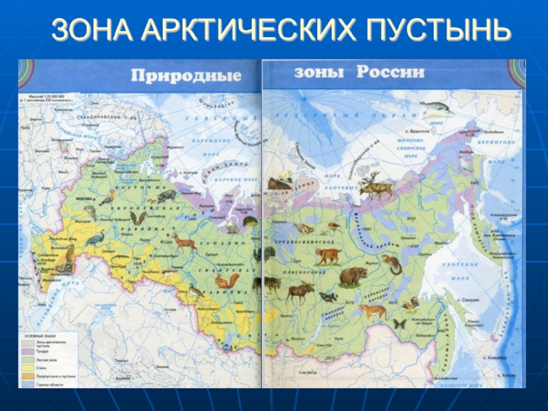 Где расположена зона арктических пустынь. Арктическая пустыня природная зона на карте. Зона арктических пустынь на карте России. Зона арктических пустынь на карте. Арктические пустыни на карте.