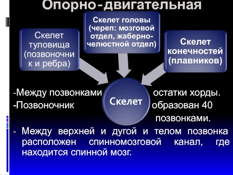 Опорно двигательная рыба. Таблица внутреннее строение рыб опорно двигательная система. Опорно двигательная система рыб таблица. Органы опорно двигательной системы рыб таблица. Функция опорно двигательной системы у рыб.