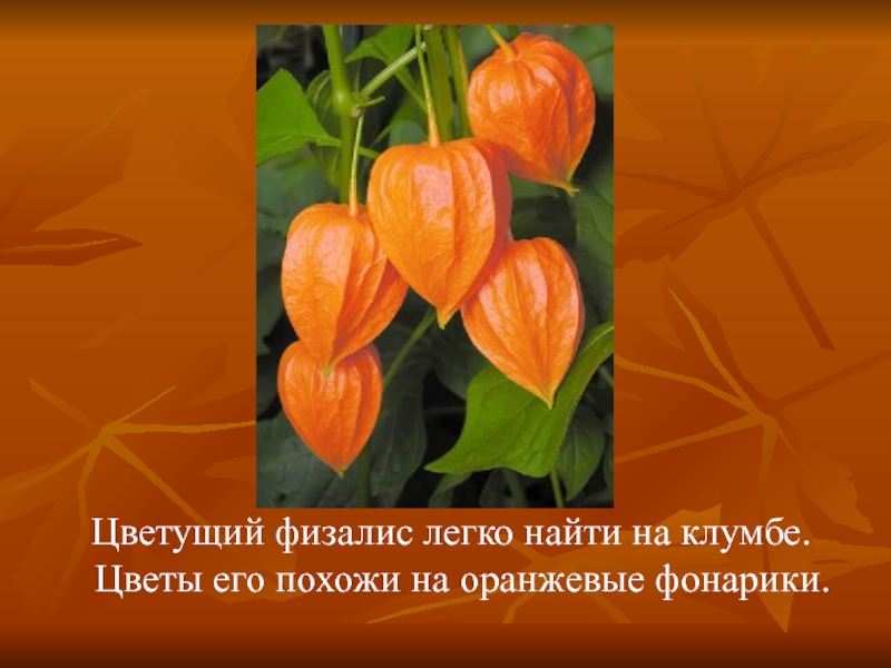 Цветущий физалис легко найти на клумбе. Цветы его похожи на оранжевые фонарики.