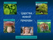 Презентация к уроку окружающего мира на тему Путешествие в царство грибов