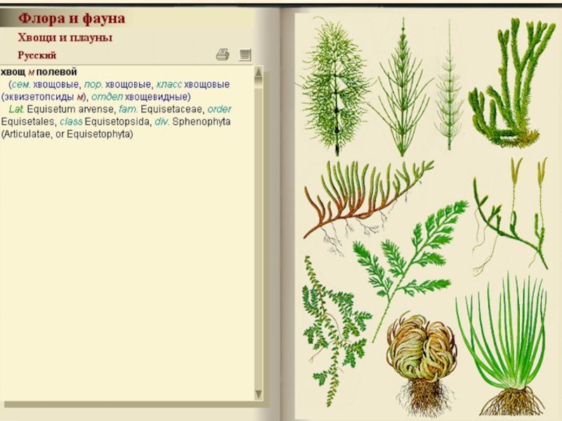 Хвощи и плауны рисунок