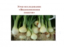 Презентация по биологии на тему:  Видоизменения побегов