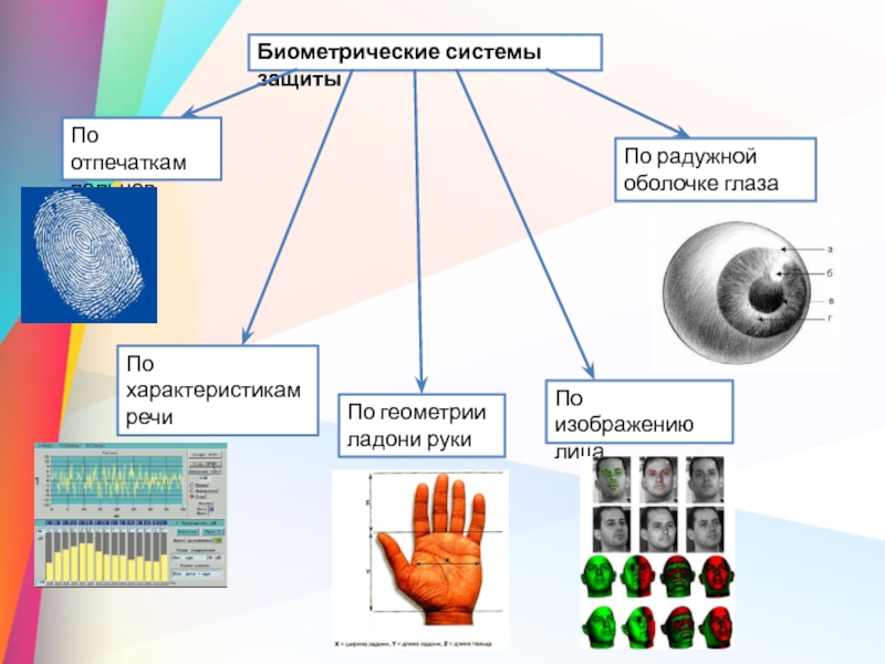 Биометрические данные презентация