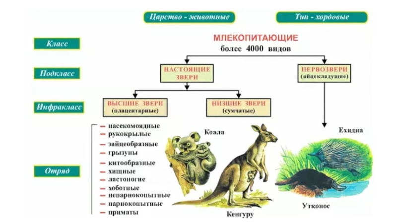 Схема многообразие млекопитающих 7 класс