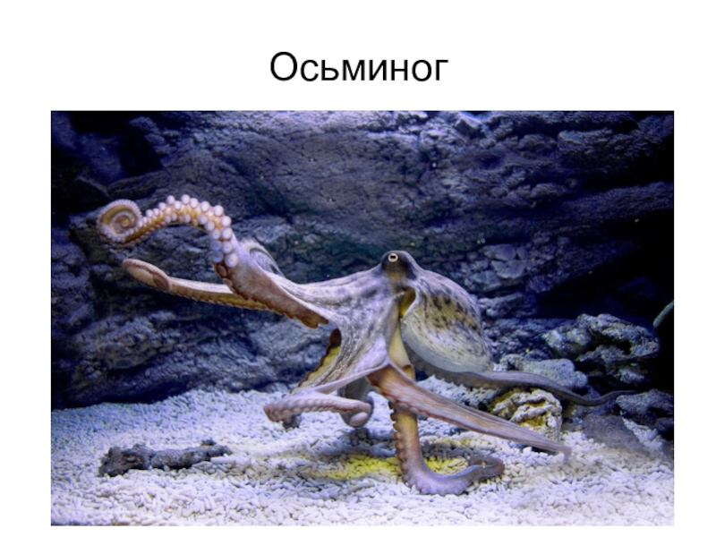 Тихоокеанский осьминог. Дальневосточный гигантский осьминог. Осьминог фото.
