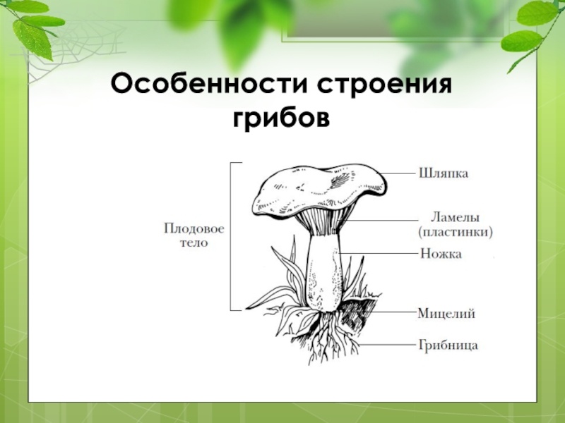 Урок биологии грибы. Особенности строения грибов 5 класс биология. Строение съедобных грибов. Строение гриба биология 5. Схема гриба 5 класс биология.