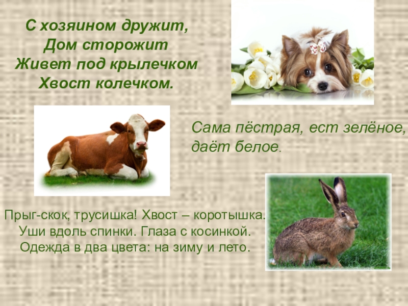 с хозяином дружит дом сторожит. живет под крылечком хвост колечком. с хозяином дружит дом сторожит живёт. лежит под крылечком хвост колечком ответ. с хозяином дружит дом сторожит живёт под крылечком а хвост колечком.