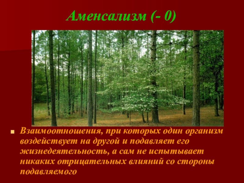 Аменсализм. Аменсализм взаимоотношения. Аменсализм +0. Аменсализм и Аллелопатия. Биотические факторы аменсализм.