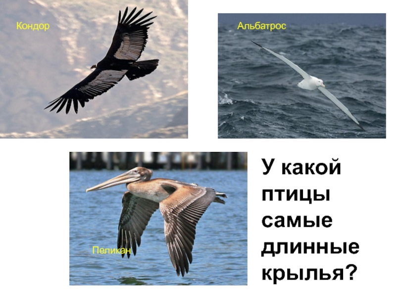 У какой птицы самые длинные крылья?Альбатрос Кондор Пеликан