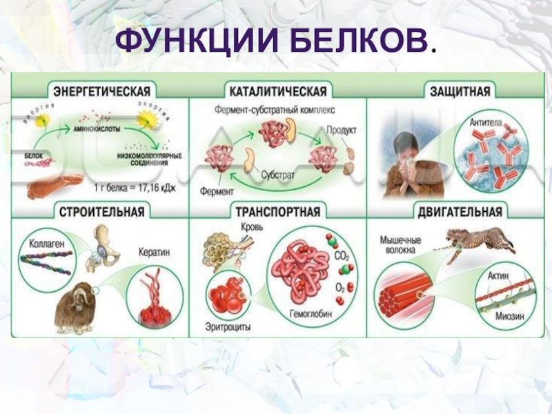 Презентация по теме белки