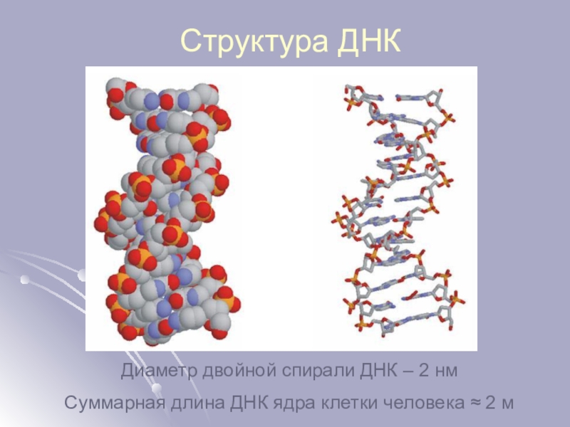 Какой длины днк. Диаметр двойной спирали ДНК. Состав ядра ДНК. Длина ДНК человека. Сахарофосфатный остов спирали ДНК.