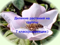 Деление растений на группы. урок биологии в 7 классе(коррекция 8 вид)