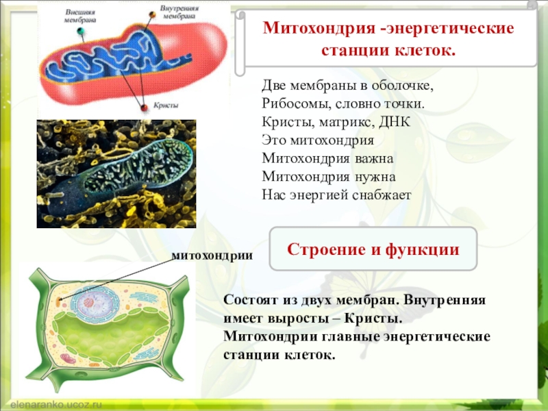 Энергетическая станция клетки животных