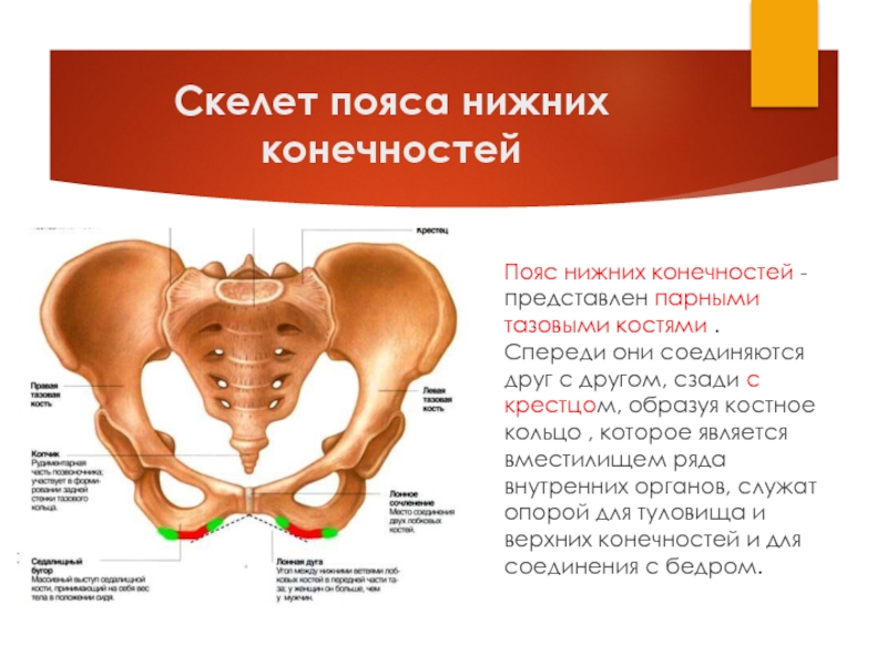 Тазовая кость скелет конечностей. Скелет пояса  нижней конечности тазовая кость. Пояс нижних конечностей анатомия кости таза. Какие кости образуют пояс нижних конечностей. Пояс нижних конечностей тазовые тазовые кости.