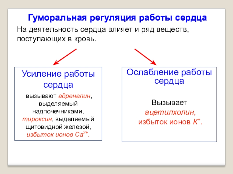 Работу сердца усиливают. Гуморальная регуляция сердечной деятельности. Гуморальная регуляция работы сердца. Гуморальная регуляция нагнетательной функции сердца. Гуморальный механизм регуляции сердца.