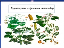 ПРЕЗЕНТАЦИЯ НА ТЕМУ ПРИГОТОВЛЕНИЕ БЛЮД ИЗ БОБОВЫХ